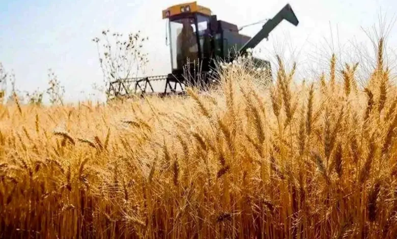 قیمت خرید تضمینی گندم
